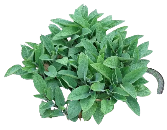 Comfrey